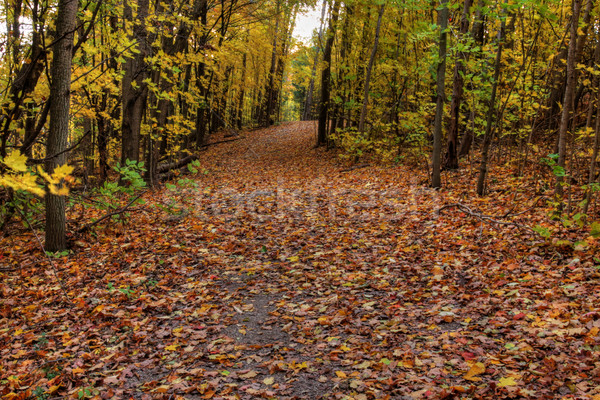 Jesienią szlak światło słoneczne lesie odznaczony żółty Zdjęcia stock © ca2hill