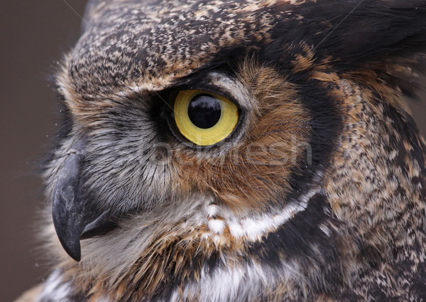 Tiger Owl Eye Stock photo © ca2hill