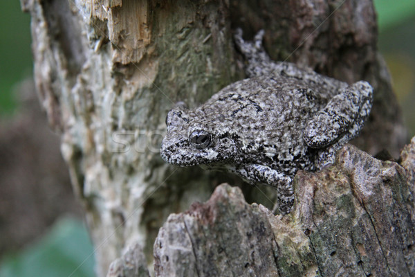 Stock photo: Stationed Tree Frog