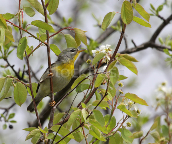 Northern Parula in a Tree
 Stock photo © ca2hill