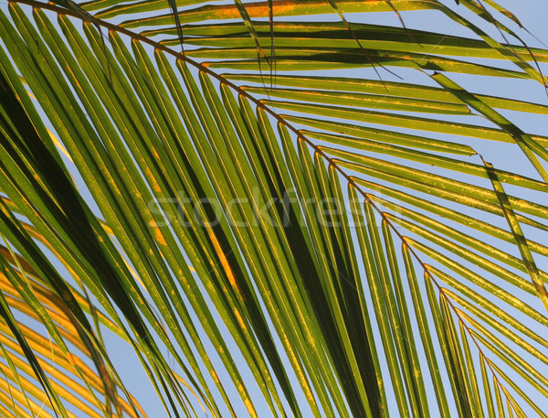 Foglia di palma tramonto luce spiaggia Palm Foto d'archivio © ca2hill