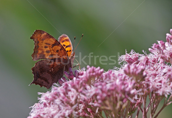 Semn de intrebare fluture floare shot ontario Imagine de stoc © ca2hill
