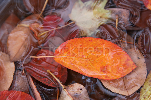 Serviceberry Leaf in Water
 Stock photo © ca2hill