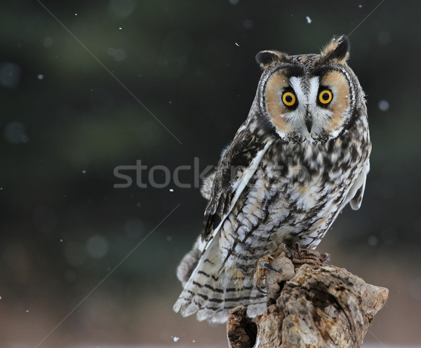 Long-eared Owl Sitting Stock photo © ca2hill