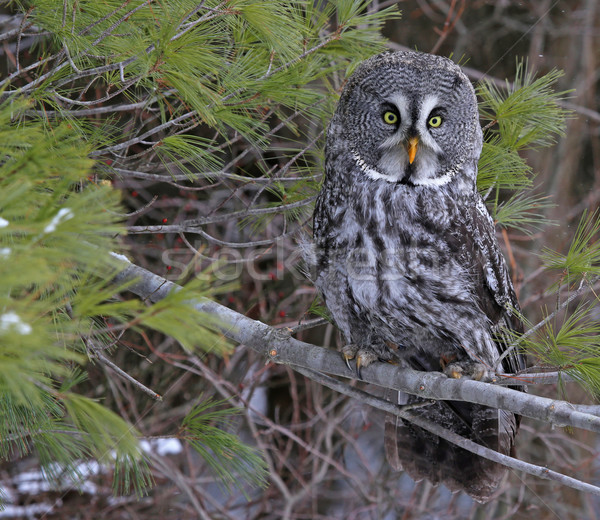 Alert Great Grey Owl Stock photo © ca2hill