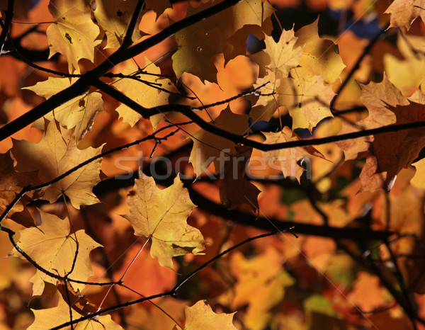 Maple Leaf Autumn Canopy
 Stock photo © ca2hill