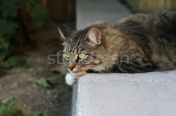 Resting Cat
 Stock photo © ca2hill