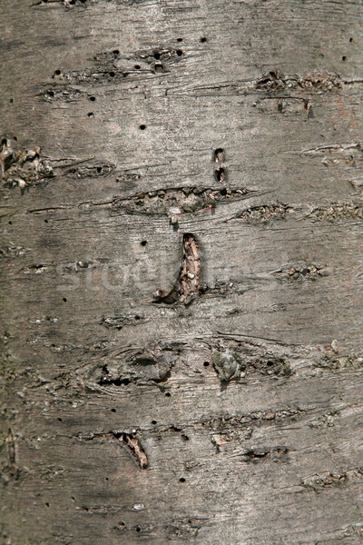 Stock photo: Shiny Tree Bark
