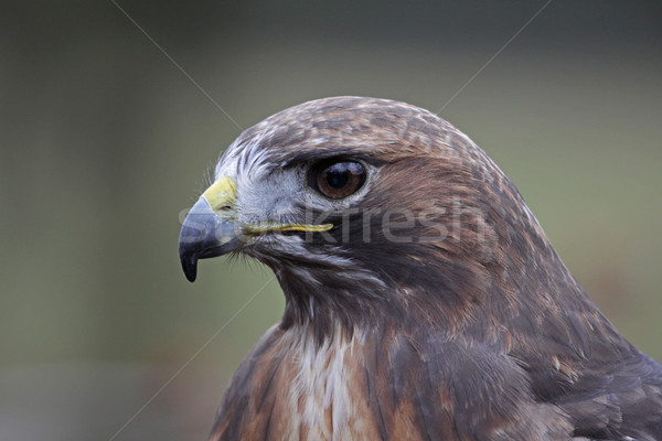 Red-tailed Hawk Portrait Stock photo © ca2hill