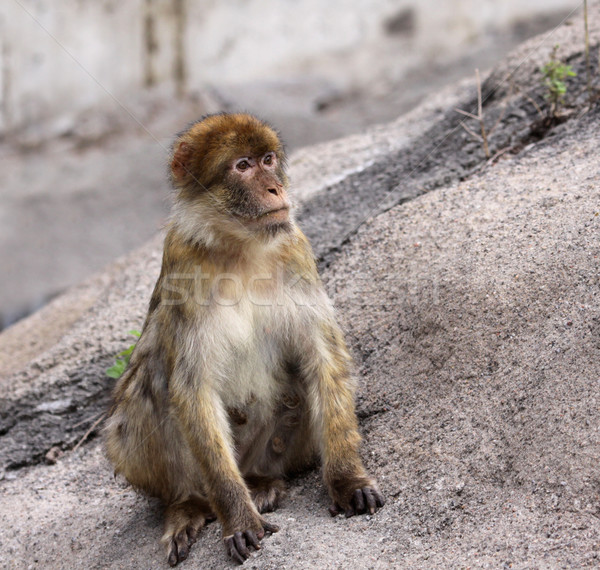 Emberszabású majom ül kő állat aranyos Stock fotó © ca2hill