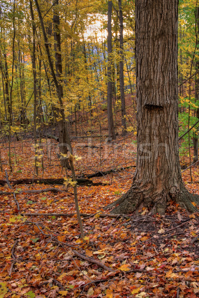 Tree and Fall Sun Stock photo © ca2hill