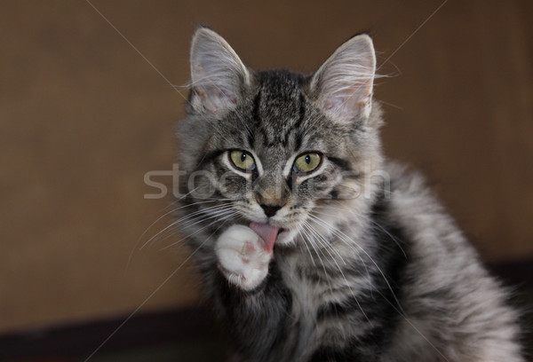 Czyszczenia kotek łapa patrząc kamery oka Zdjęcia stock © ca2hill