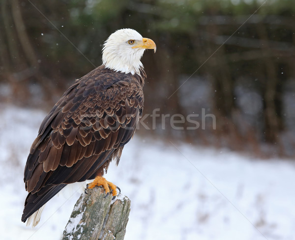 Proud Bald Eagle Stock photo © ca2hill