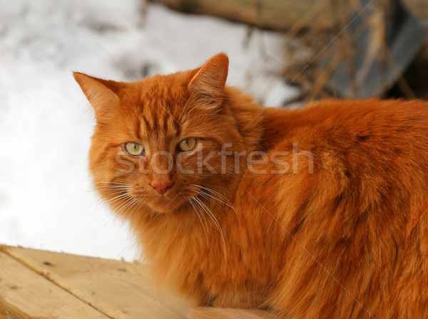 Tabby Cat Sitting Outside Stock photo © ca2hill