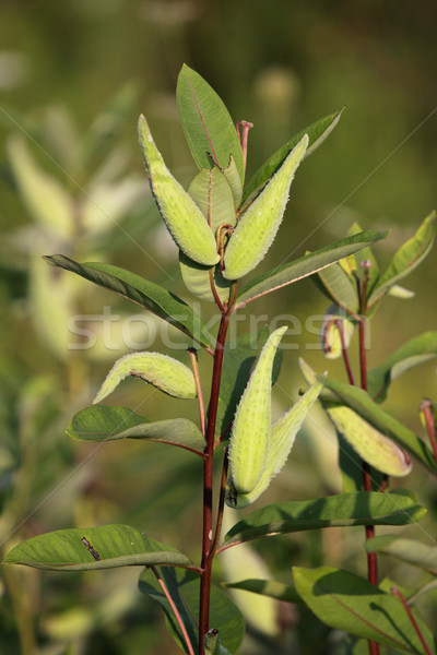 Common Milkweed
 Stock photo © ca2hill