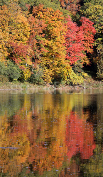 Сток-фото: реке · огня · отражение · осень · цветы · выстрел