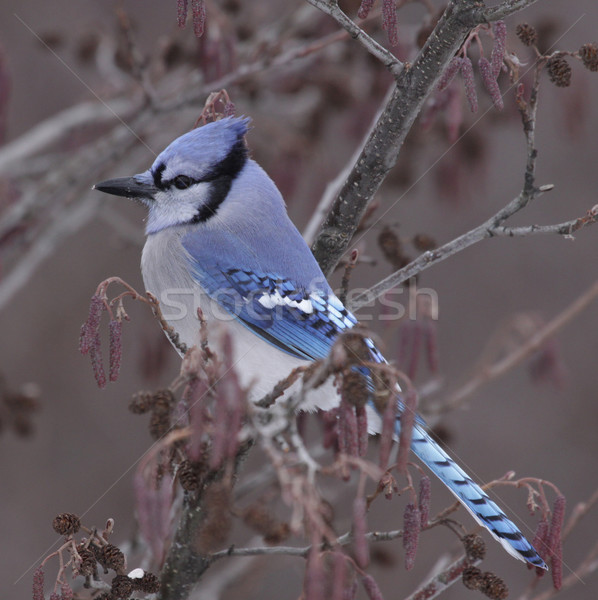 Stock photo: Sitting Blue Jay