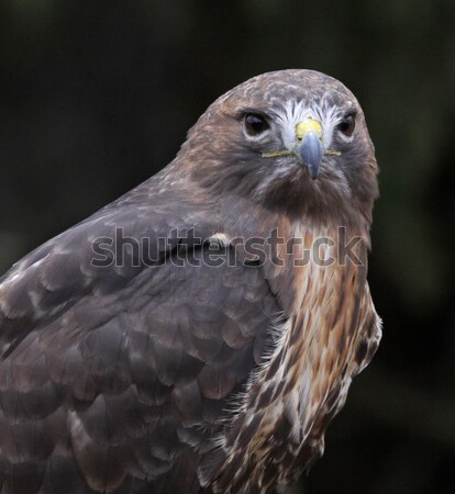 Golden Eagle Headshot Stock photo © ca2hill