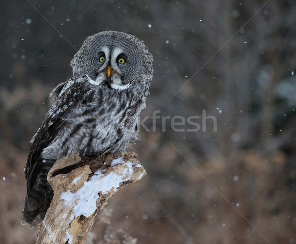 Startled Great Grey Owl Stock photo © ca2hill