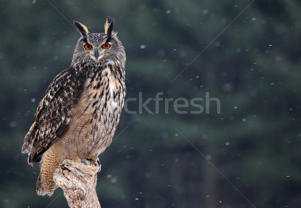 Majestic Eurasian Eagle-Owl Stock photo © ca2hill