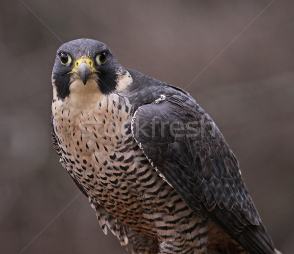 Falken Vögel Tiere Welt Natur Profil Stock foto © ca2hill