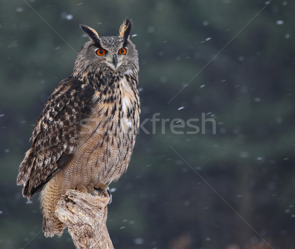 Eurasian Eagle-Owl
 Stock photo © ca2hill