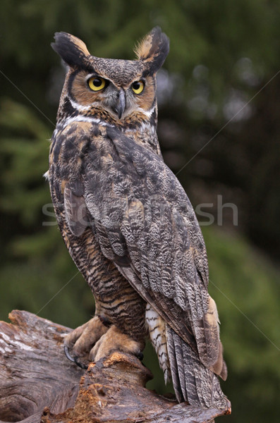 Great Horned Owl Stare Stock photo © ca2hill