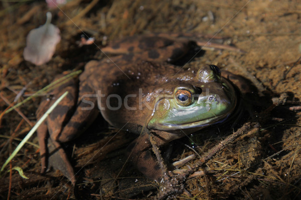 Large Bullfrog Stock photo © ca2hill