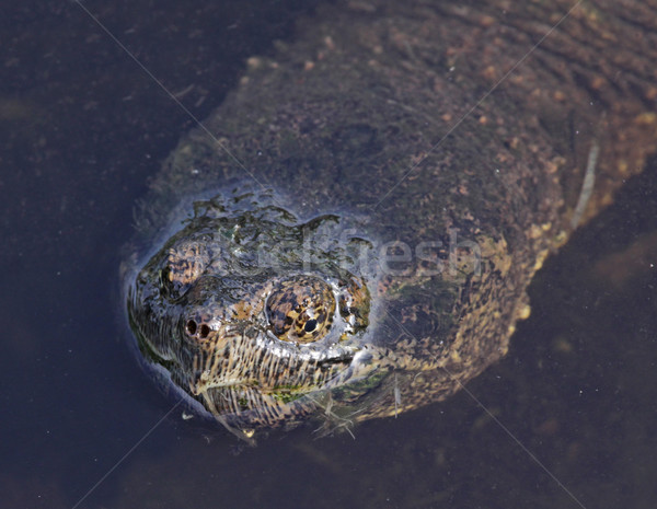 Broască ţestoasă faţă lac shot cambridge ontario Imagine de stoc © ca2hill