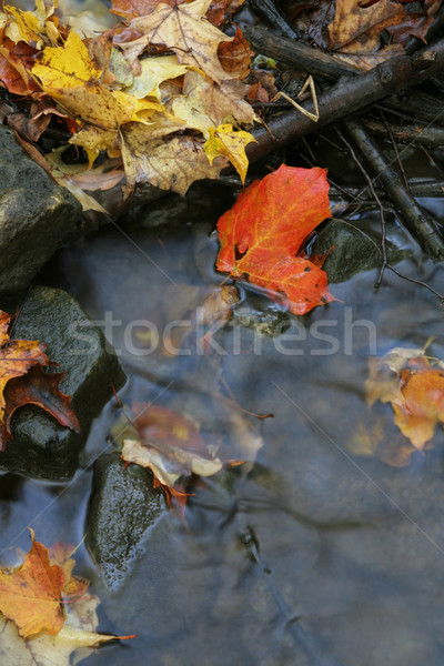 Red Maple Leaf in a Stream Stock photo © ca2hill
