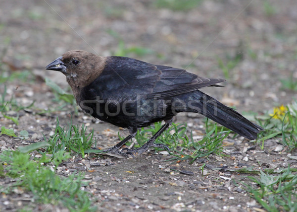 Brown-headed Cowbird Stock photo © ca2hill