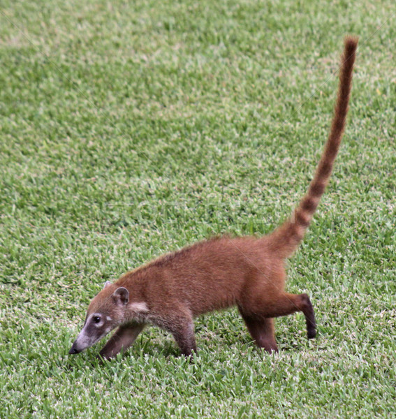 Coati in the Grass Stock photo © ca2hill