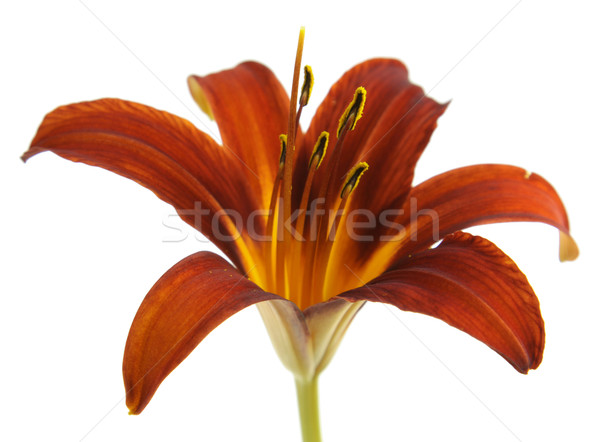 Isolated Red Lily on White
 Stock photo © ca2hill