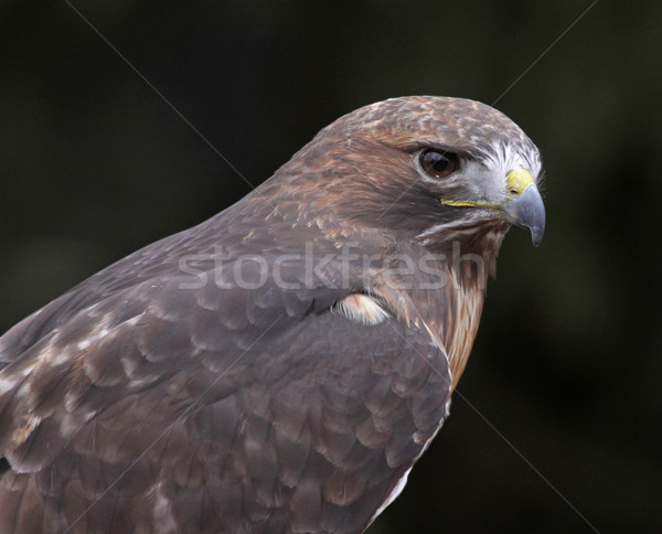 Stock photo: Red-tailed Hawk Face