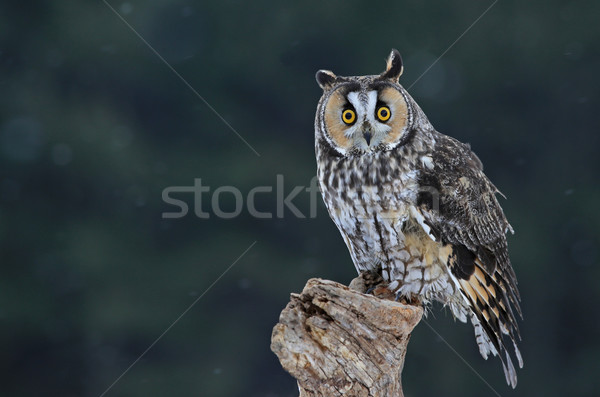 Cute Long-eared Owl Stock photo © ca2hill