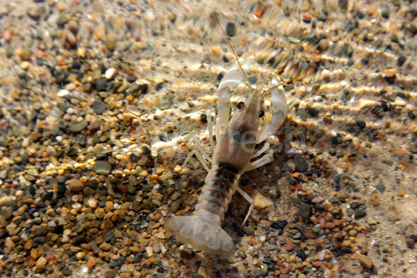 Underwater Crayfish
 Stock photo © ca2hill