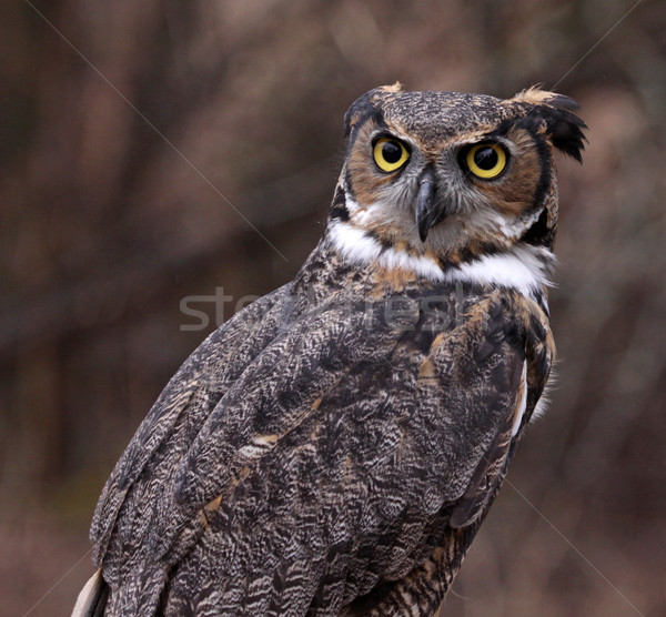 Concerned Great Horned Owl Stock photo © ca2hill