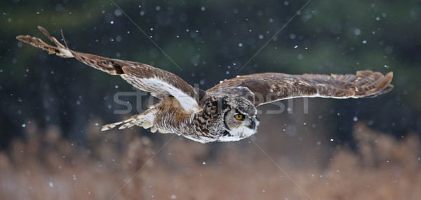 ストックフォト: フクロウ · 空気 · 雪 · 下がり · 眼