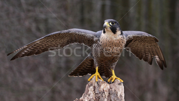 Stretching Peregrine Falcon Stock photo © ca2hill