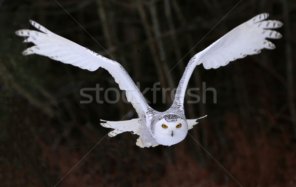 Snowy Owl Flying Right At You
 Stock photo © ca2hill