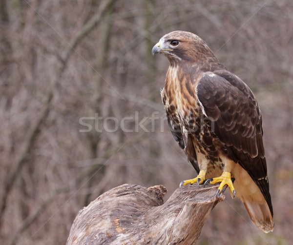 Stock photo: Patient Red-tailed Hawk