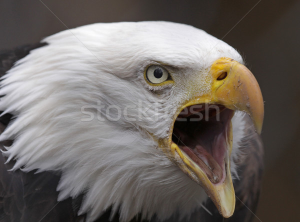 Screeching Bald Eagle Stock photo © ca2hill