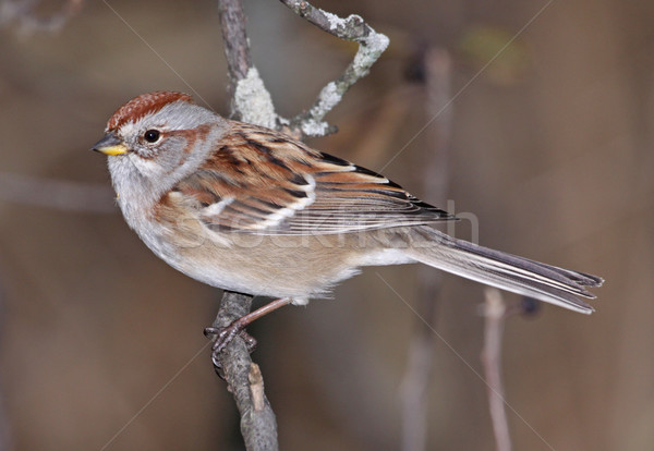 American Tree Sparrow on Branch Stock photo © ca2hill