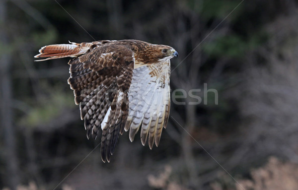 Stock photo: Flying Red-tailed Hawk