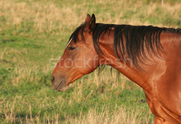 Horse Side Portrait Stock photo © ca2hill