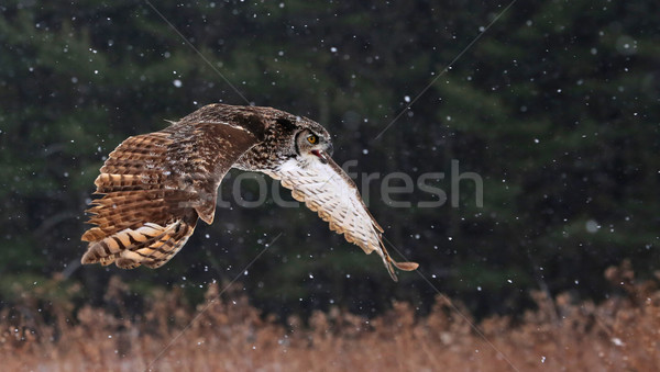 Speaking Great Horned Owl in Flight Stock photo © ca2hill