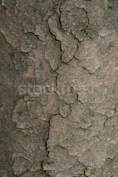 Gebarsten boom schors textuur hout Stockfoto © ca2hill