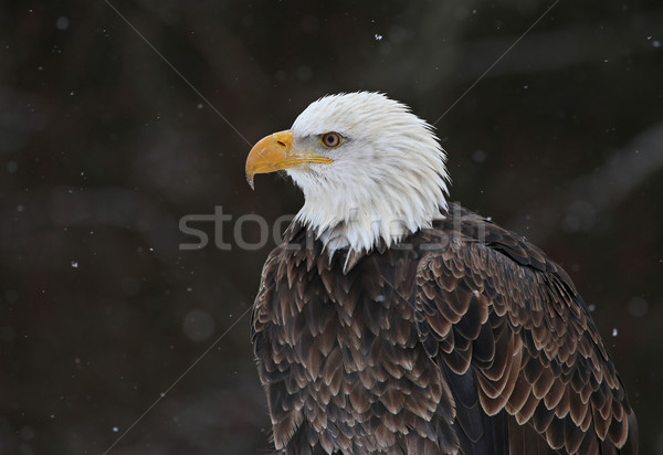 Bald Eagle Profile Stock photo © ca2hill