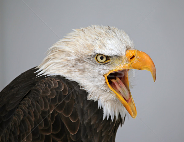 Talking Bald Eagle Stock photo © ca2hill