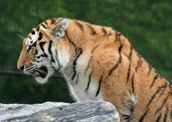 Mighty Siberian Tiger
 Stock photo © ca2hill